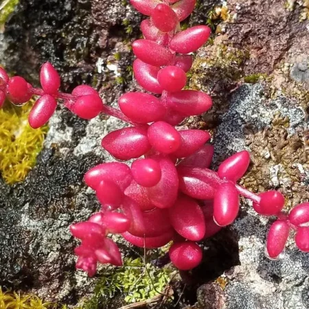 Arcamyrtus