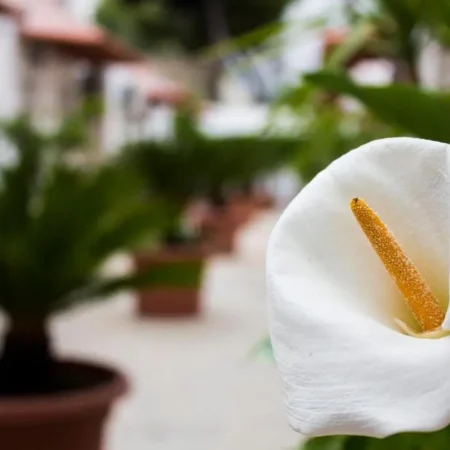 I giardini di edicart