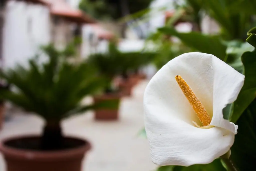 I giardini di edicart
