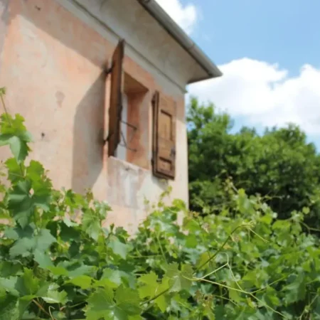 Alla Vigna
