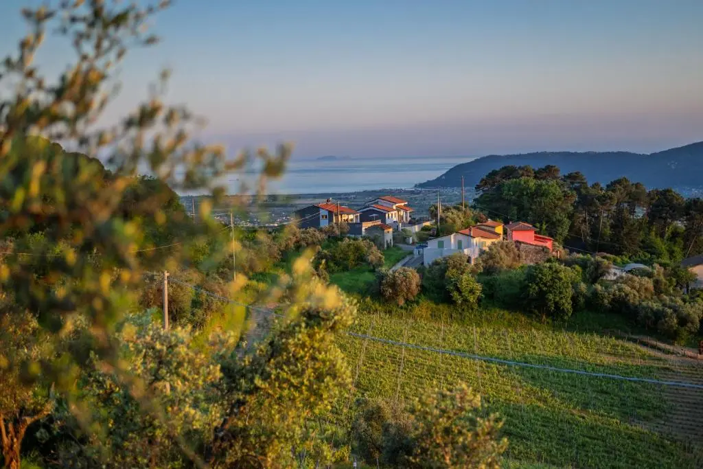 Vinomare