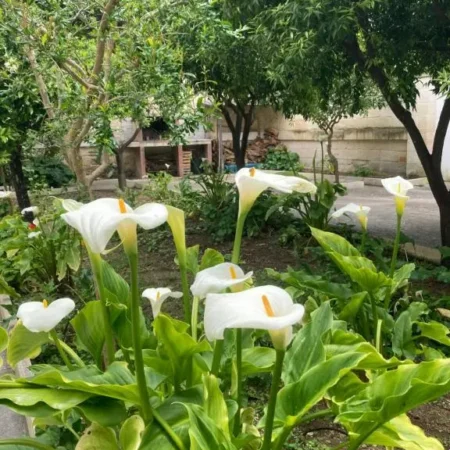 Federico’s Vila