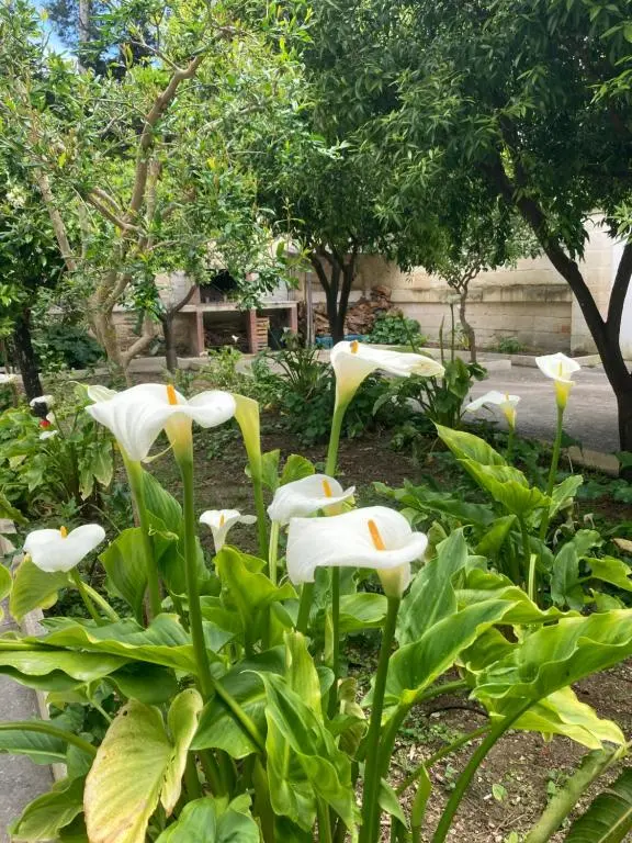 Federico’s Vila