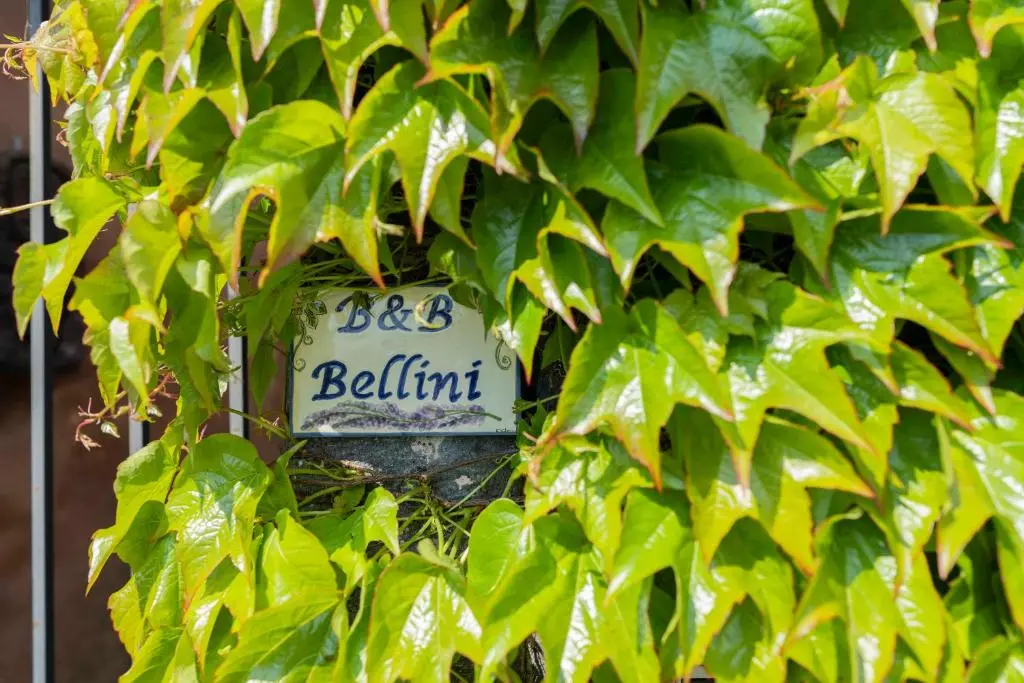 B&B Bellini