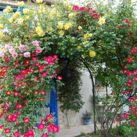 B&B Vento di Rose