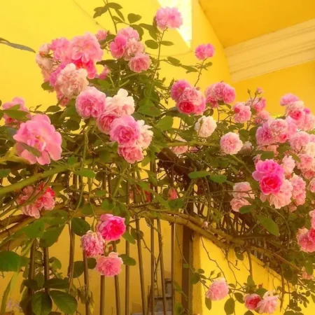 B&B Maison Rosetta
