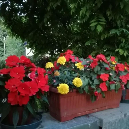 B&B Morosini